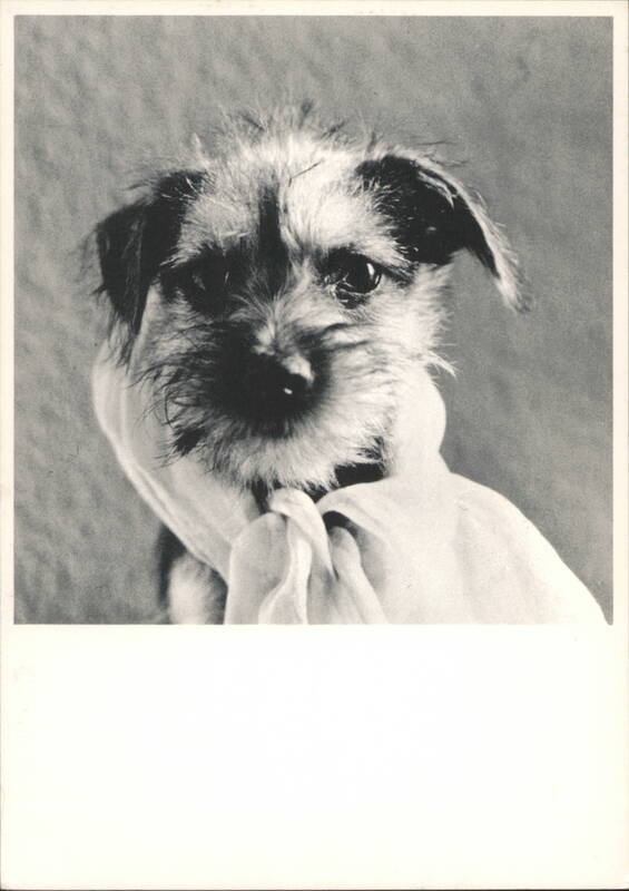 Scruffy Terrier Dog Portrait with Scarf Annelies Wolf