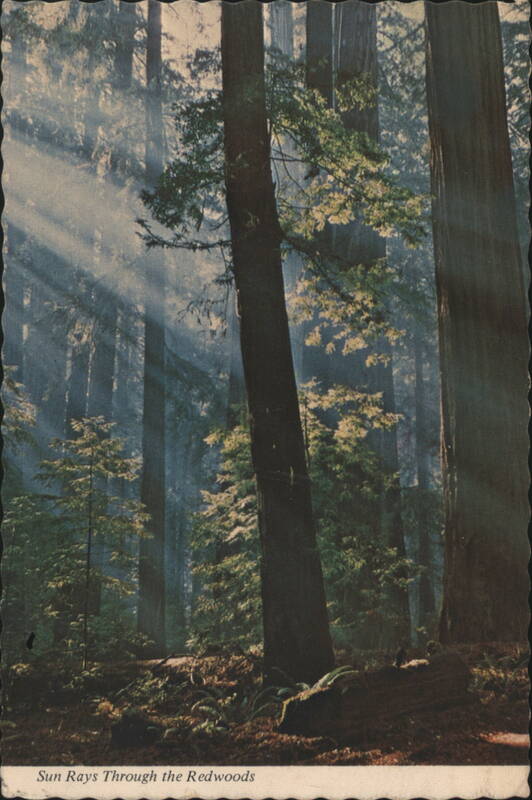 Sun Rays Through the Redwoods Trees
