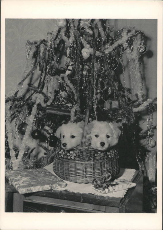 Christmas Basket with Two Puppies under Tree Photoworld
