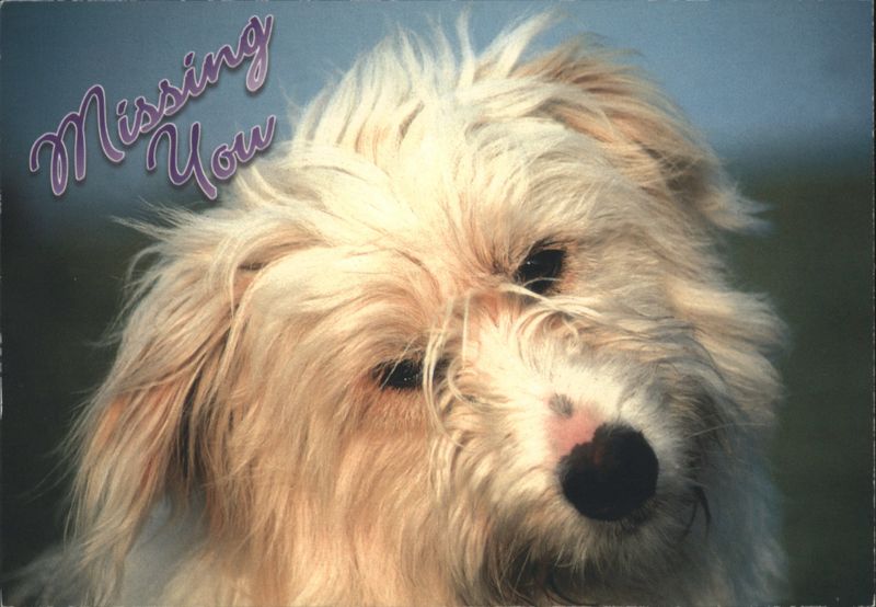 Missing You Shaggy White Dog Portrait Gary Walter Dogs