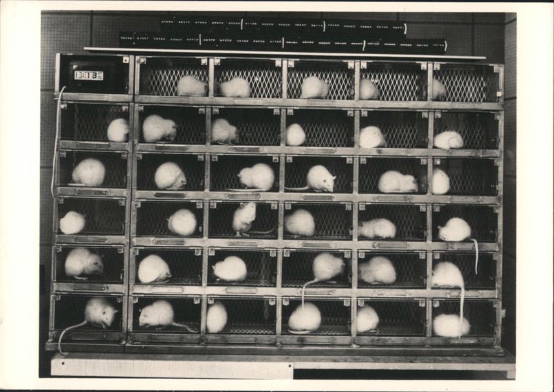Mice in Laboratory Cages, Berenice Abbott