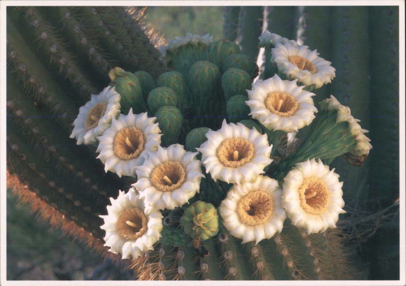 Saguaro Cactus (Carnegiea gigantea) in Bloom George H. H. Huey