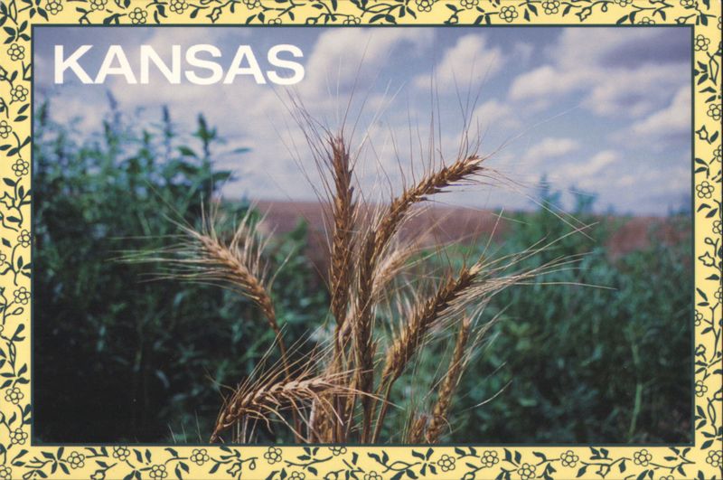 Kansas Wheat Field - The Wheat State