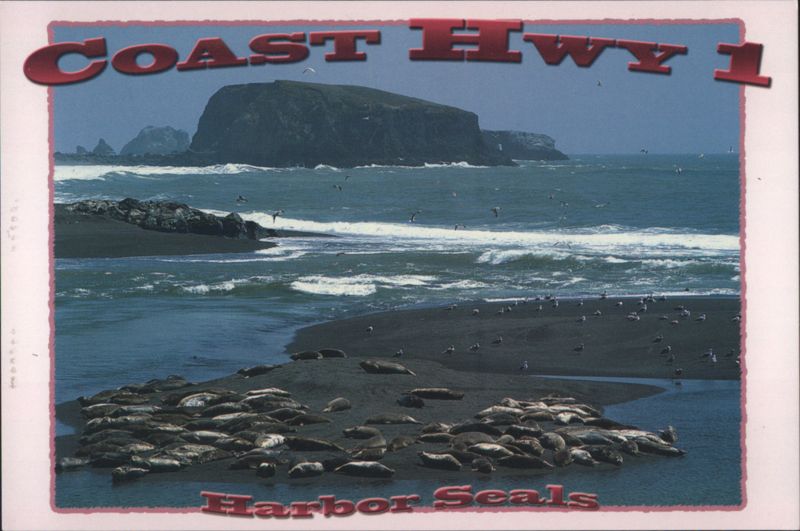 Coast Hwy 1 Harbor Seals, Goat Rock Park, Sonoma County California