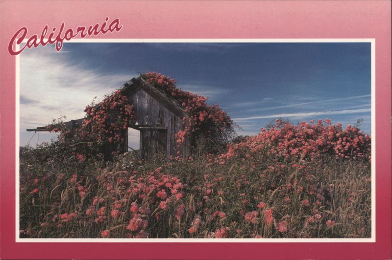 California Wild Roses Adorn Weathered Shed Nancy Moore