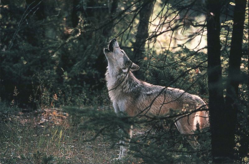 Howling Grey Wolf (Canis Lupus) Yellowstone National Park