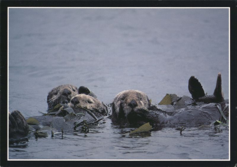 Sea Otters in California's Coastal Heart Jenner George Lepp