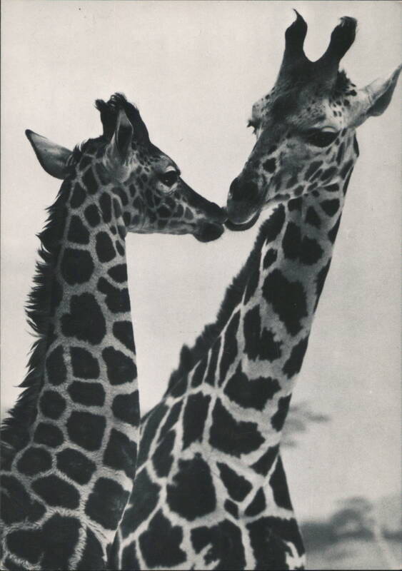 Two Giraffes Nuzzling - DURANGO GIRAFFES New York Zoological Society