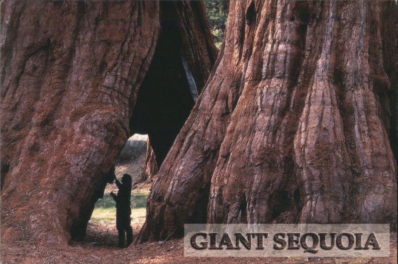 Giant Sequoia, Sierra Nevada Mountains, CA California