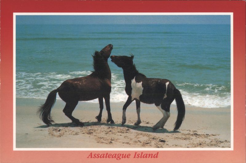 Wild Ponies on Assateague Island Beach, Protecting Turf
