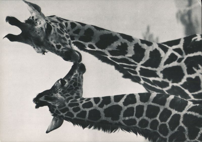 Durango Giraffes Nuzzling New York Zoological Society Photo