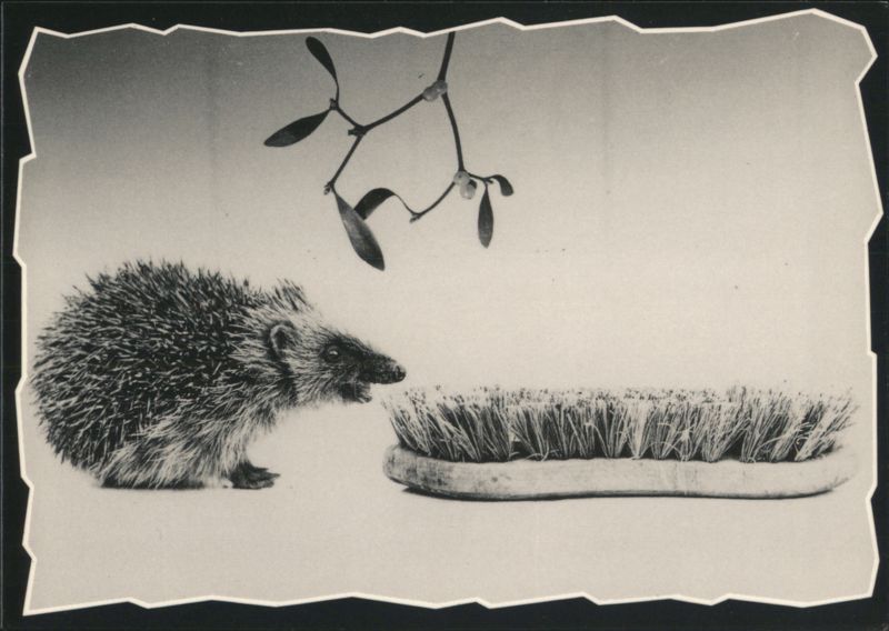 Hedgehog & Brush with Mistletoe - Give us a Kiss! Stuart Whitehead