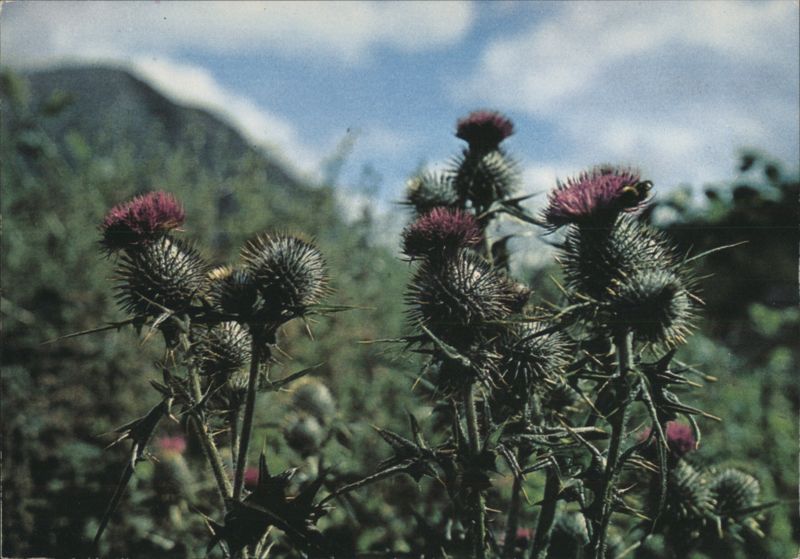 Scottish Thistle, Emblem of Scotland Finlay Macleod