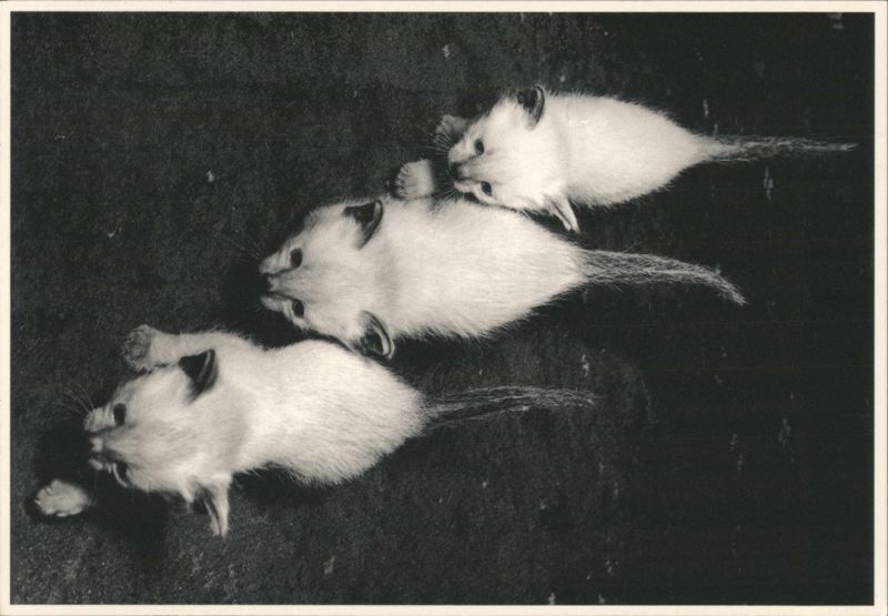 Three Young Siamese Mice Studio Lemaire