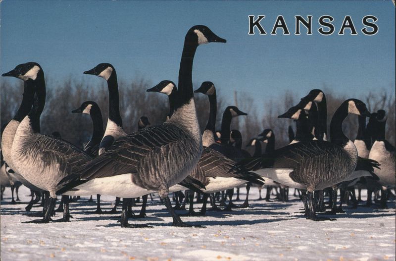 Canada Geese in Winter, Kansas Zachary Norris (Design), Bob Gress (Photo)