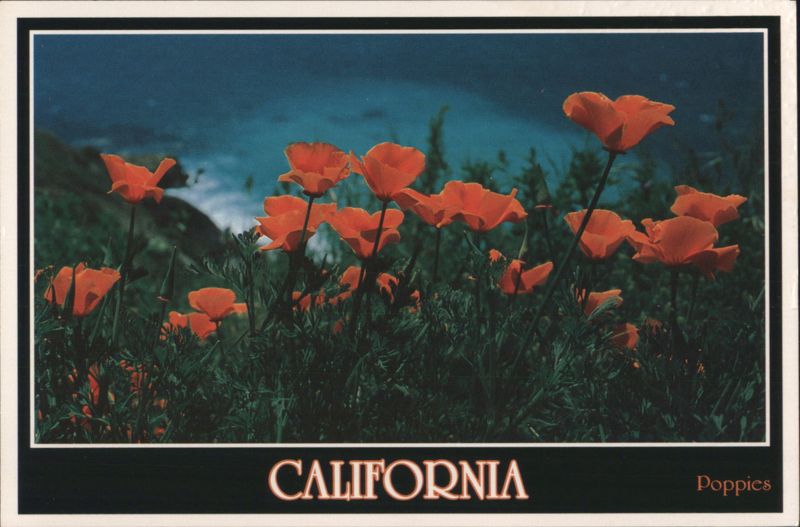 California Poppies - State Flower Nancy Moore