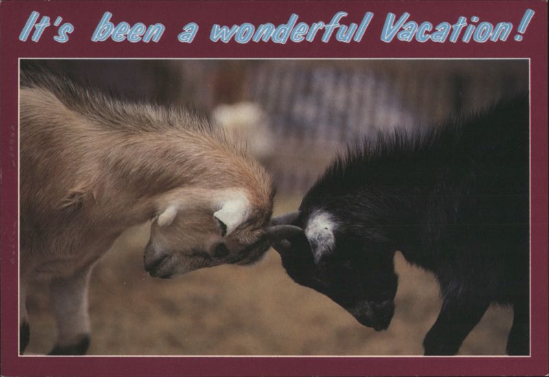 It's been a wonderful Vacation! Baby Goats Head-Butting