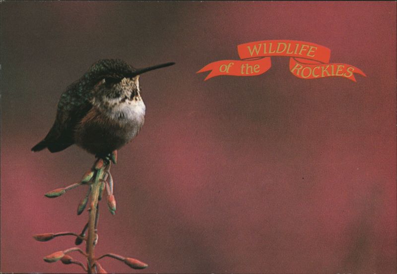 Rocky Mountain Hummingbird Wildlife of the Rockies