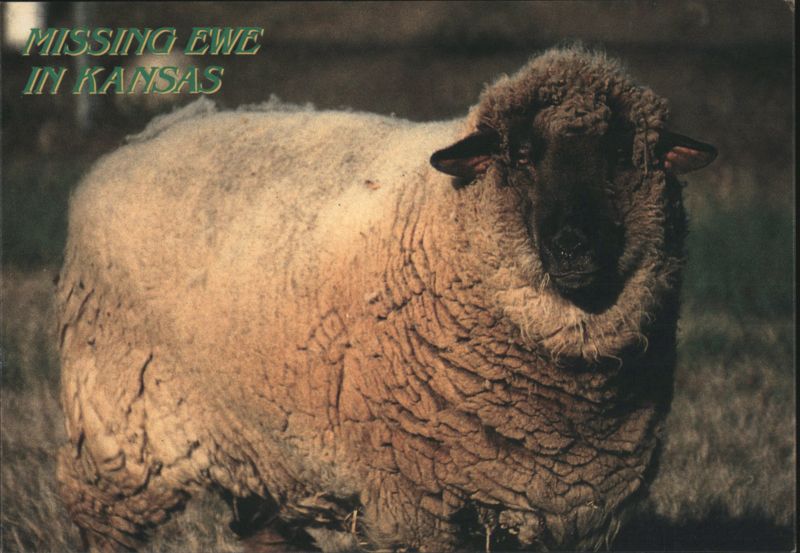 Missing Ewe in Kansas - Sheep Wichita John Avery