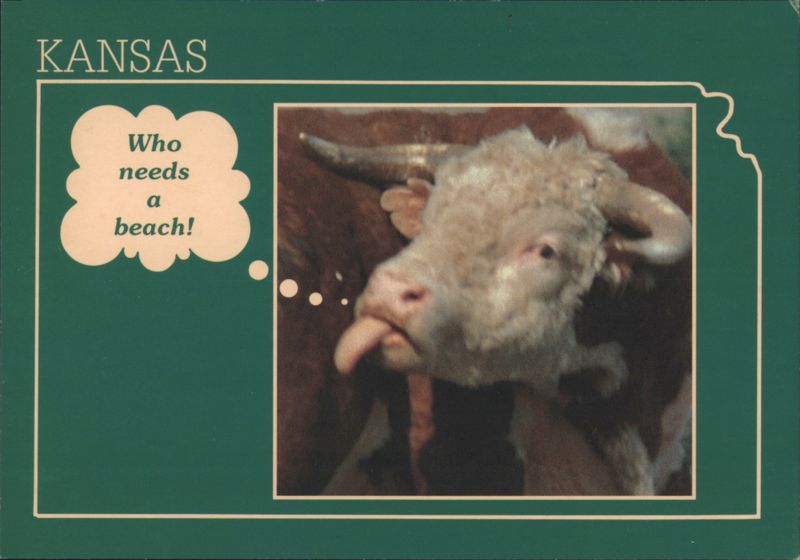 Kansas Cow Sticking Tongue Out, Who Needs a Beach!