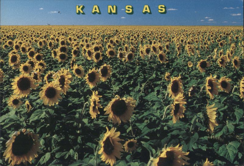 Golden Sunflower Fields of Kansas John Avery