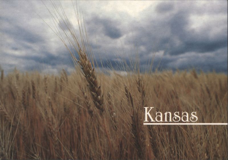 Kansas Golden Waves of Grain, Stormy Skies Rick Metzger