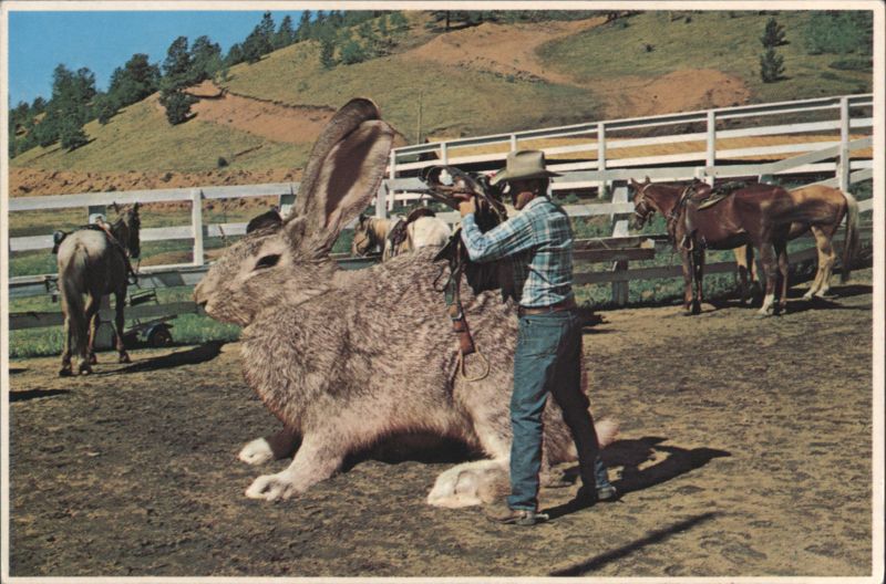 Saddling Up Big Jack - Cowboy with Giant Rabbit Mike Roberts