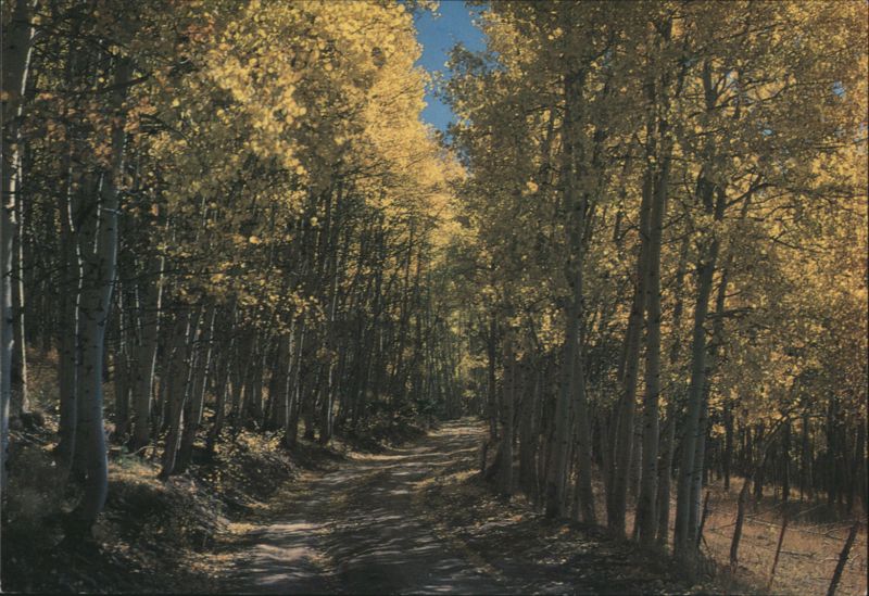 Aspen Grove Autumn Scene in the Rockies Vincent Lausen