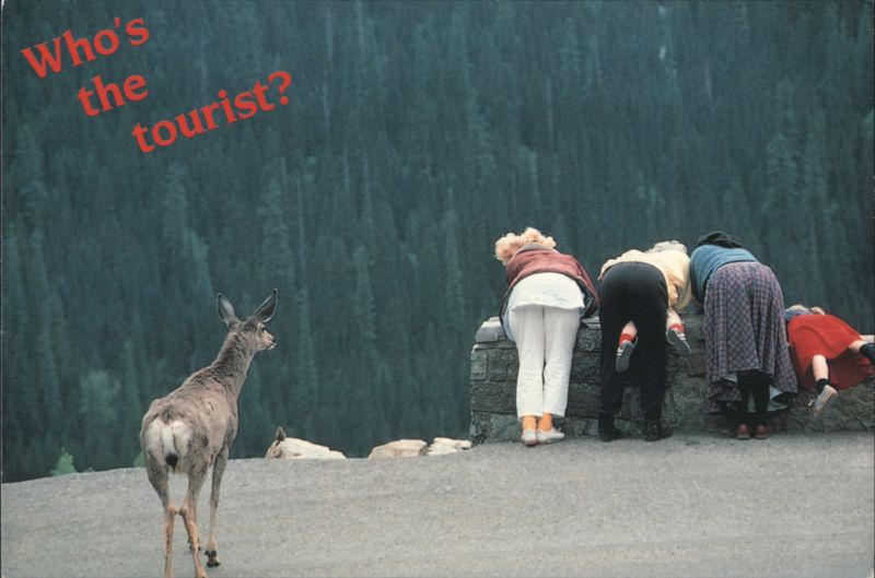 Who's the tourist? Deer and people at overlook Lou Poulter