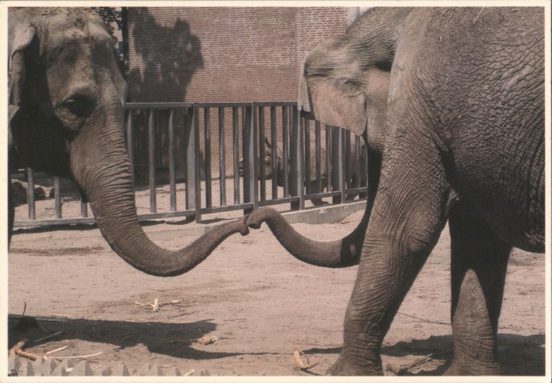 Elephants Touching Trunks 'A Little Touch' Toon Roest