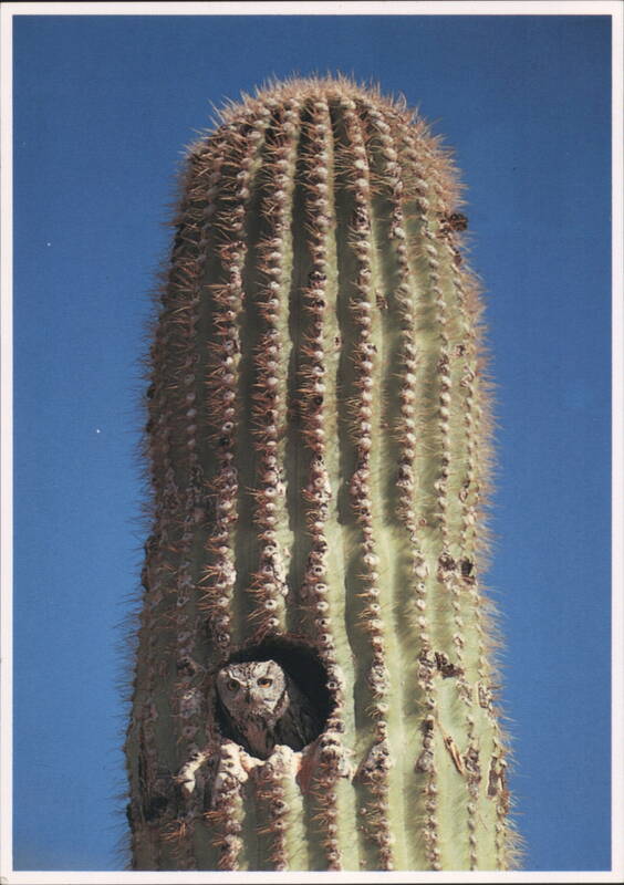 Small Owl in Saguaro Cactus Nesting Hole Peter B. Owls