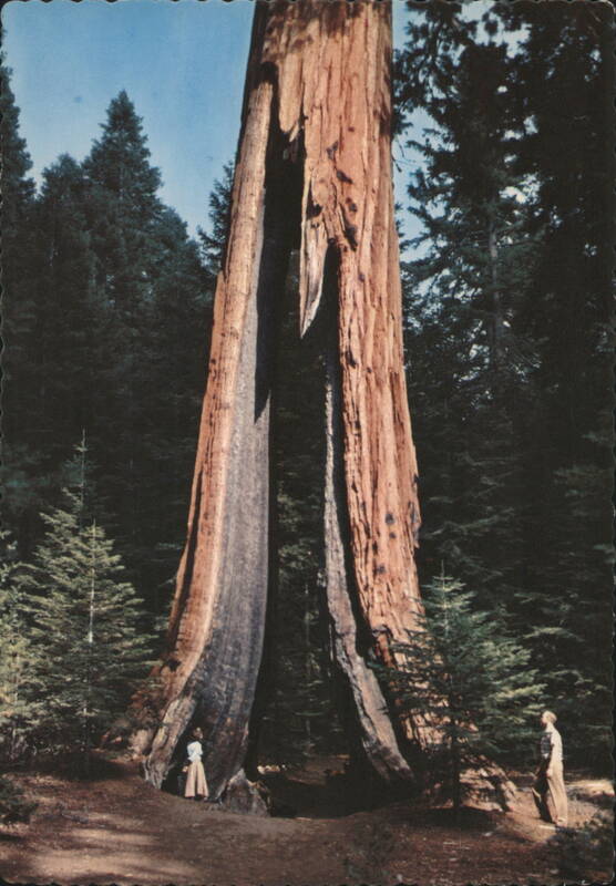 Clothespin Tree, Yosemite National Park, California