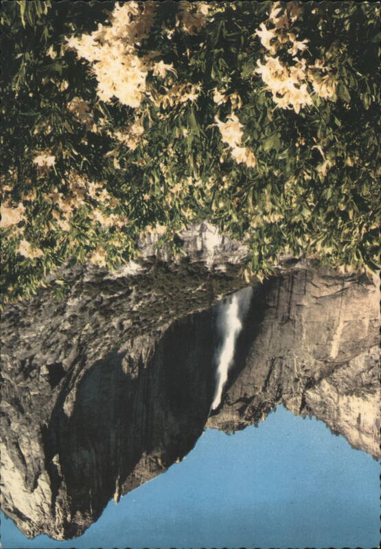 Yosemite Falls, Yosemite Point, Azaleas, Yosemite National Park California