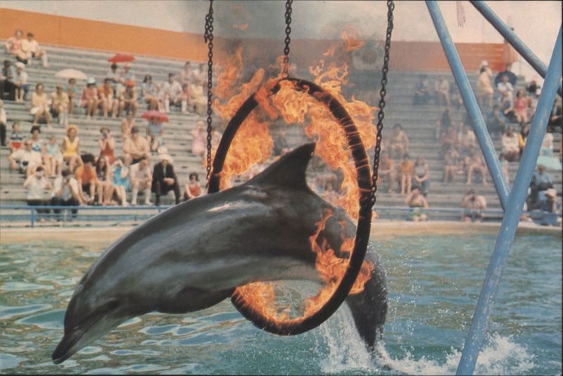 Dolphin Jumping Through Ring of Fire, Marineland Gold Coast Australia
