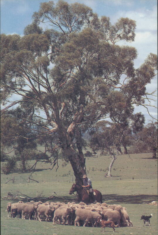 Mustering Sheep in the Australian Bush Australian Tourist Commission