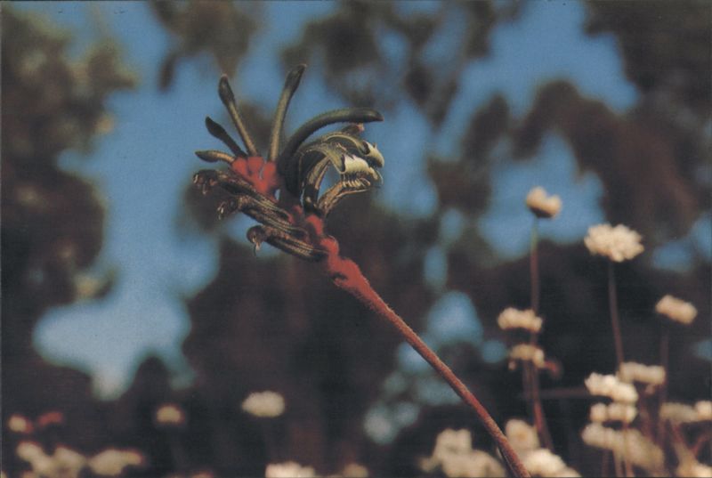 Kangaroo Paw — floral emblem of Western Australia