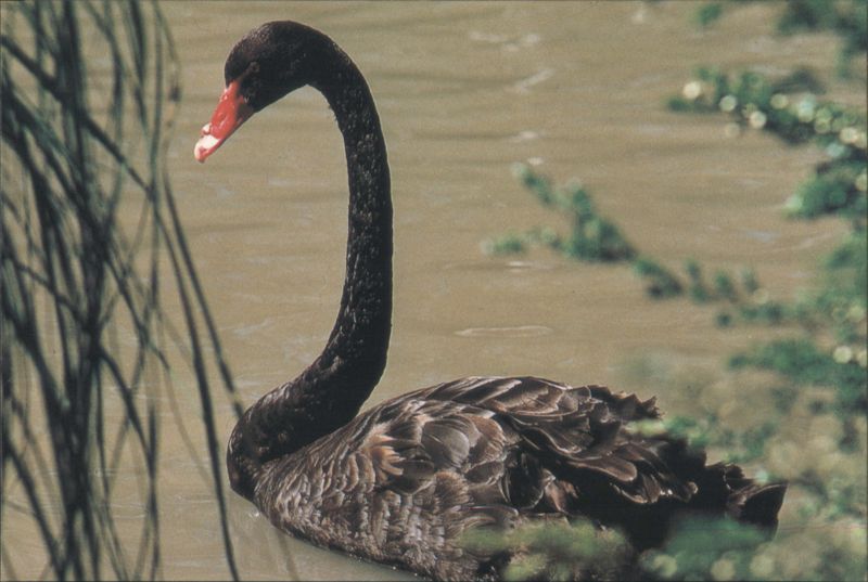 Black Swan - Symbol of 'the West', Australia Australian Tourist Commission