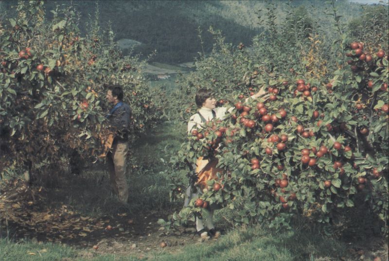 Harvesting an Apple Orchard in Tasmania — Nature's Bounty Australia