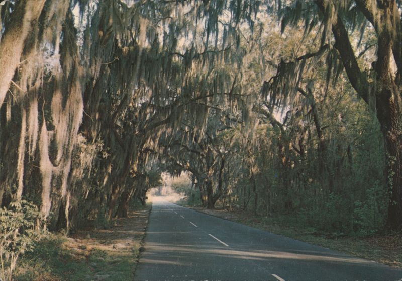 Spanish Moss Draped Trees along Road, Carolina Low-Country