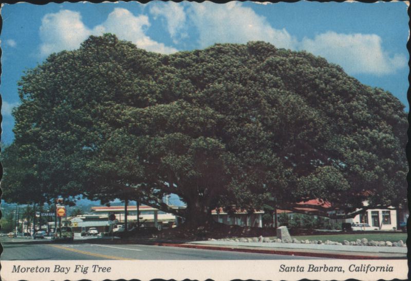 Moreton Bay Fig Tree, Santa Barbara, California Woody Gillette