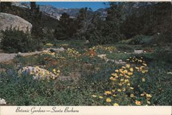 Botanic Gardens, Santa Barbara, CA Postcard
