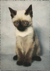 Siamese Kitten with Blue Eyes Postcard