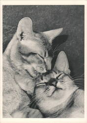 KITTIES: Two Cats Nuzzling Postcard