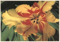 Yellow Red Striped Ruffled Tulip Flowerpower no. 2 Postcard