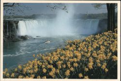 Niagara Falls Horseshoe Falls, Daffodils in Queen Victoria Park Postcard