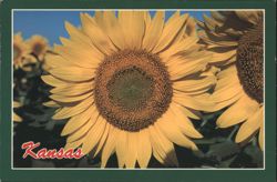 Sunflowers, Kansas Postcard