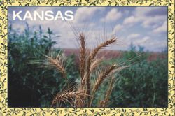 Kansas Wheat Field - The Wheat State Postcard