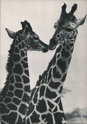 Two Giraffes Nuzzling - DURANGO GIRAFFES Postcard