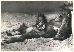 LA SIESTE MUM'S SIESTA - Orangutan Mother & Baby Postcard