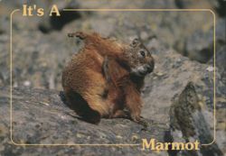 It's A Marmot - Yellow-Bellied Rockchuck Postcard